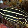 Goldenstriped Soapfish (Grammistes sexlineatus) displaying its distinctive horizontal yellow stripes in a coral reef environment.