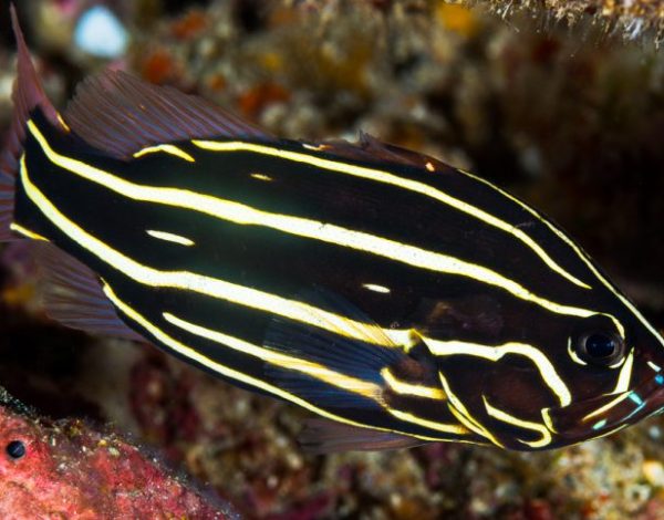 Goldenstriped Soapfish (Grammistes sexlineatus) displaying its distinctive horizontal yellow stripes in a coral reef environment.
