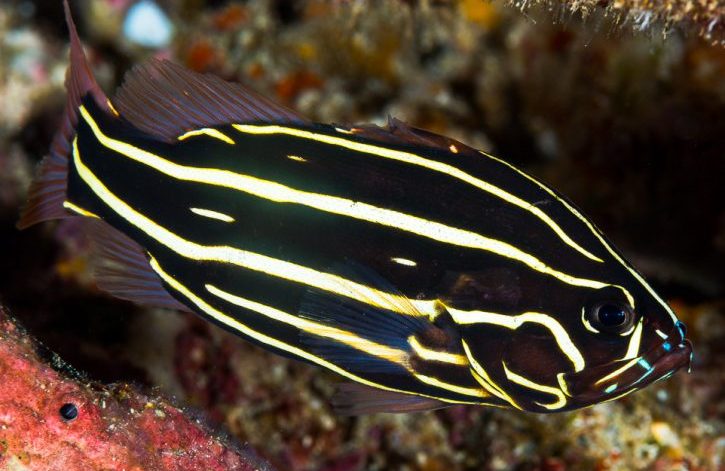 Goldenstriped Soapfish (Grammistes sexlineatus) displaying its distinctive horizontal yellow stripes in a coral reef environment.